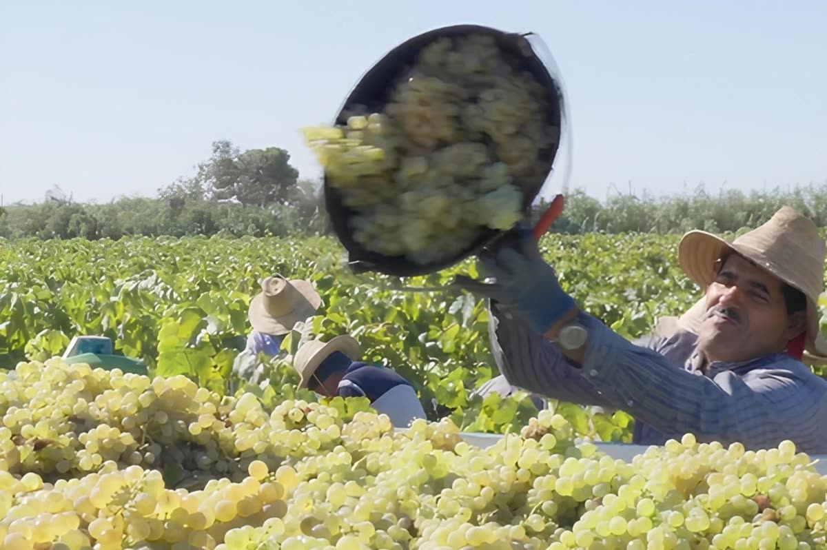 Vendimiador vaciando un capazo de uva blanca en el remolque