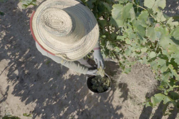 Viticultor con sombrero de paja plantando una vid