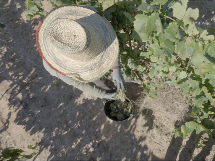 viticultura ecológica