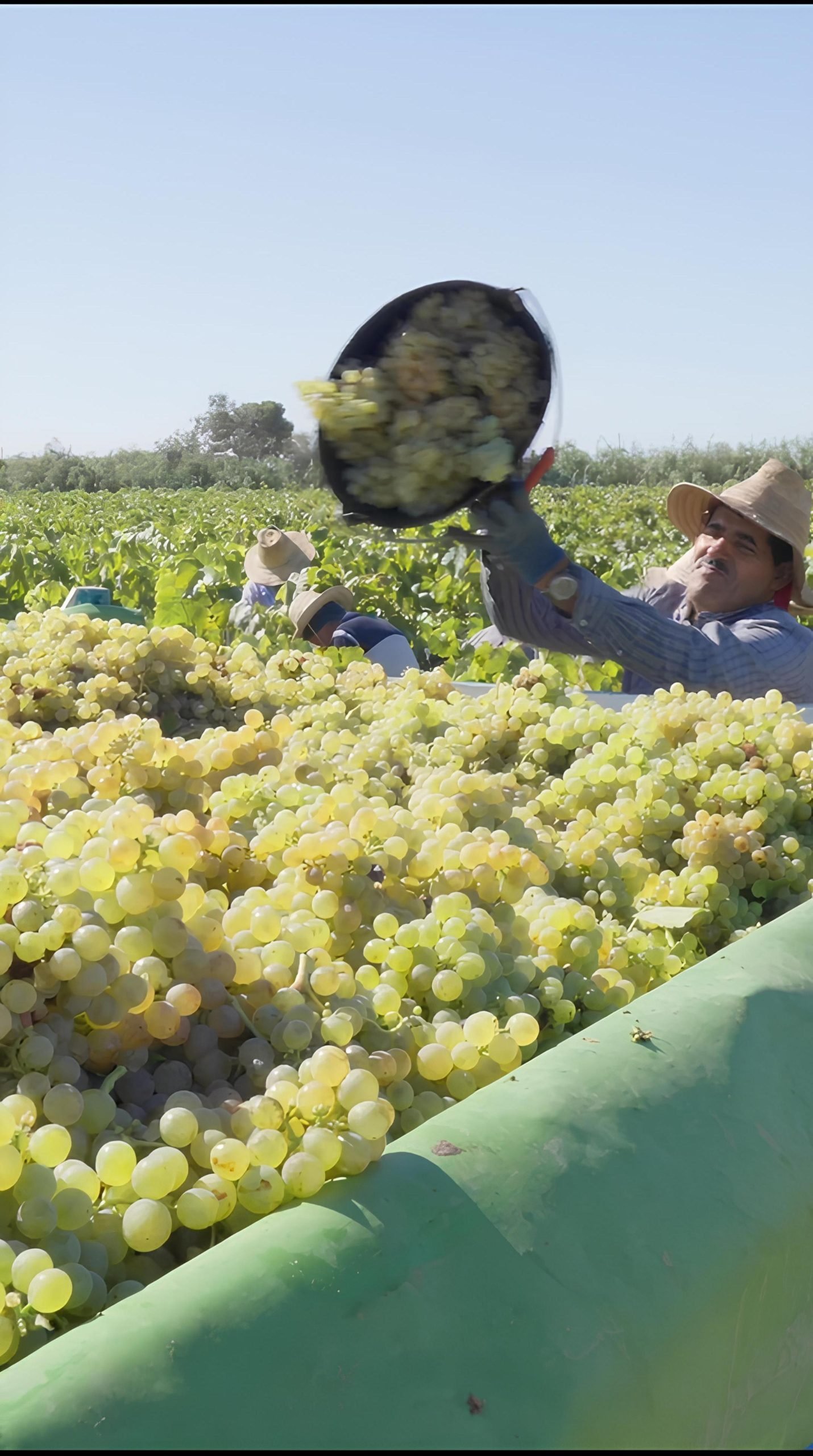 Vendimia 2024 en España: Adaptación a cambios climáticos con viticultura de precisión y tecnología de drones para mejorar la gestión sostenible de viñedos en regiones como Penedès, La Rioja y Ribera del Duero.